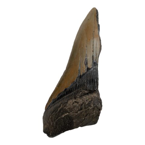 Real Megalodon Tooth - Half - 5.2205 oz