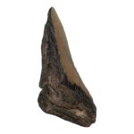 Real Megalodon Tooth – Half – 5.2205 oz