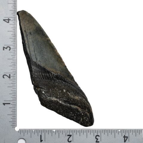 Real Megalodon Tooth - Half - 4.2329 oz