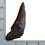 Real Megalodon Tooth – Half – 1.6226 oz