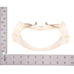 Real Gulper Shark Jaw (7.8″)