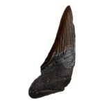 Real Megalodon Tooth – Half – 1.6226 oz