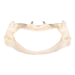 Real Gulper Shark Jaw (7.8″)