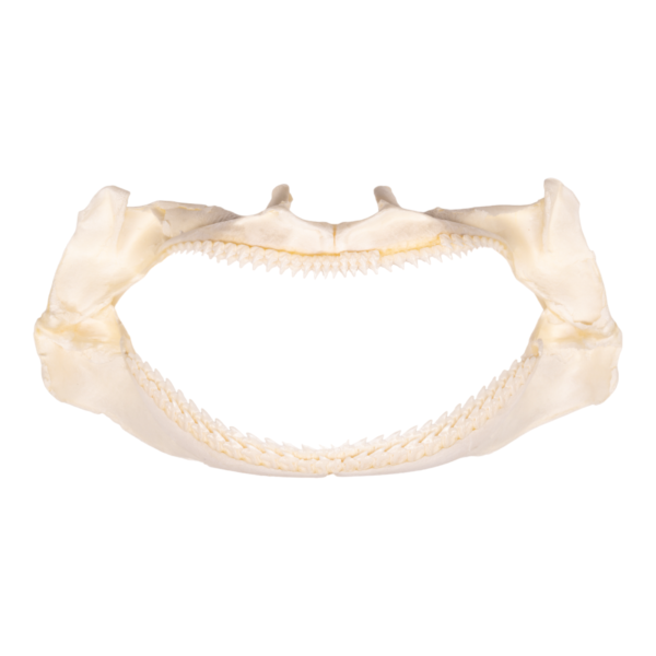Real Gulper Shark Jaw (7.8″)