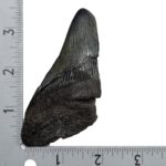 Real Megalodon Tooth – Half – 3.0336 oz