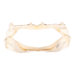 Real Gulper Shark Jaw (7.8″)
