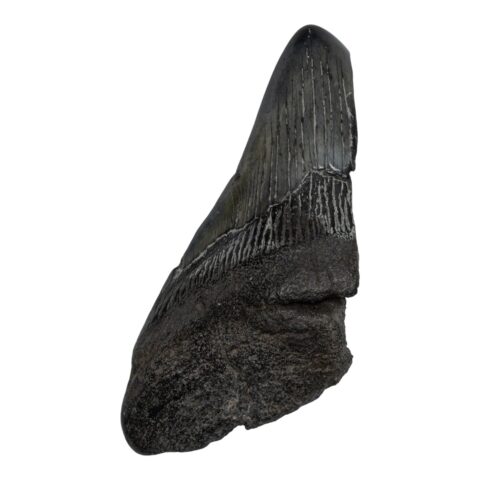 Real Megalodon Tooth - Half - 3.0336 oz