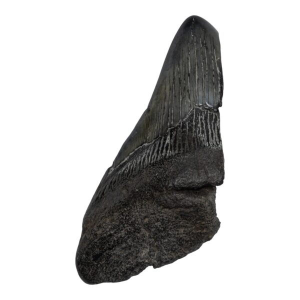 Real Megalodon Tooth – Half – 3.0336 oz