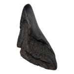 Real Megalodon Tooth – Half – 3.0336 oz