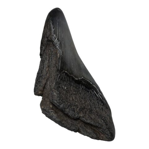 Real Megalodon Tooth - Half - 3.0336 oz
