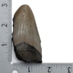 Real Megalodon Tooth – Half – 2.6103 oz