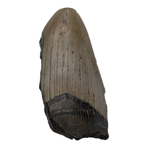 Real Megalodon Tooth - Half - 2.6103 oz