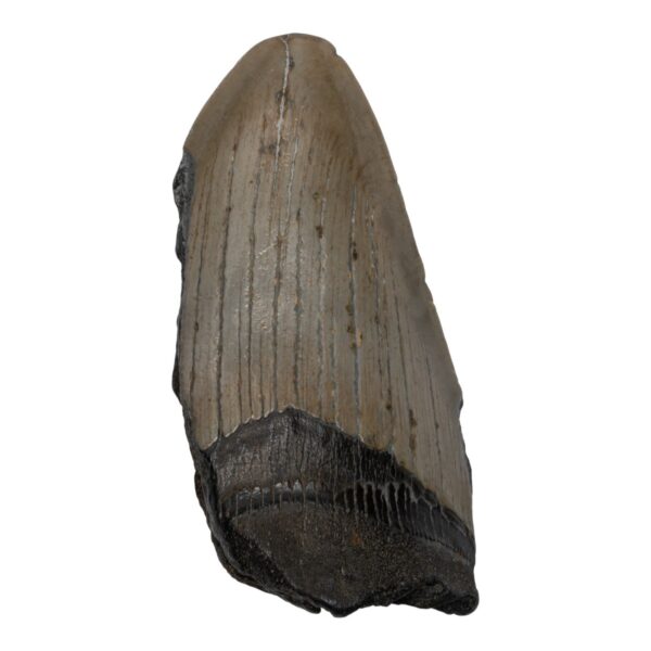 Real Megalodon Tooth – Half – 2.6103 oz