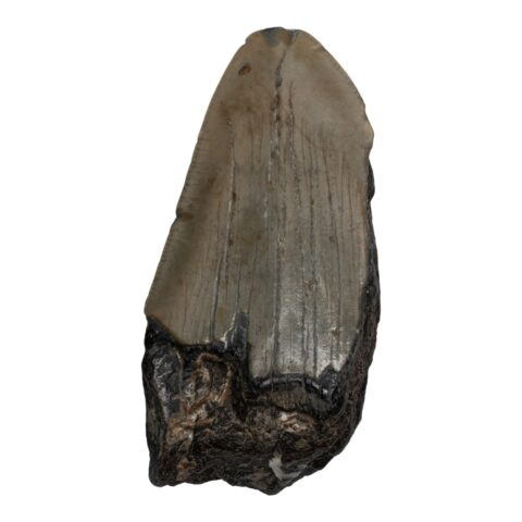 Real Megalodon Tooth - Half - 2.6103 oz
