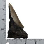 Real Megalodon Tooth – Half – 2.4692 oz