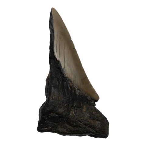 Real Megalodon Tooth - Half - 2.4692 oz