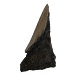 Real Megalodon Tooth – Half – 2.4692 oz