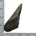 Real Megalodon Tooth – Half – 2.3986 oz