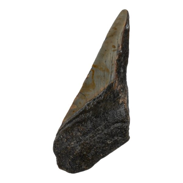 Real Megalodon Tooth – Half – 2.3986 oz