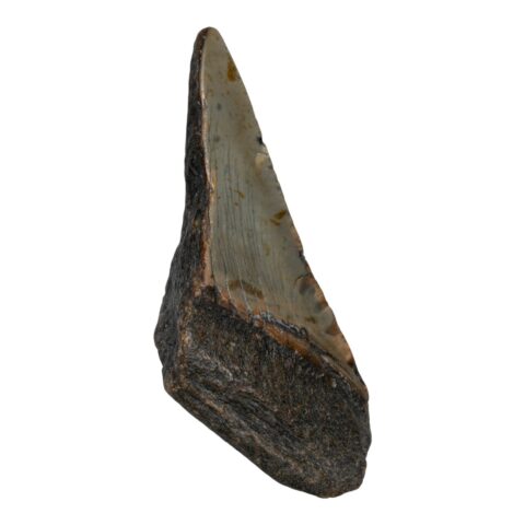 Real Megalodon Tooth - Half - 2.3986 oz