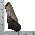 Real Megalodon Tooth – Half – 3.1747 oz