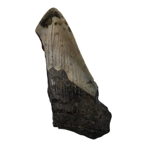 Real Megalodon Tooth - Half - 3.1747 oz