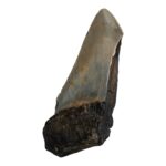 Real Megalodon Tooth – Half – 3.1747 oz