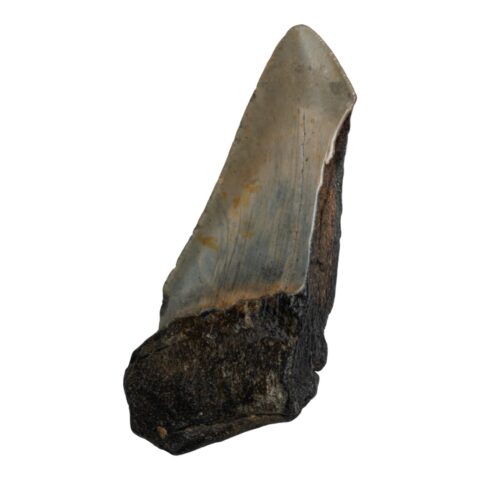 Real Megalodon Tooth - Half - 3.1747 oz