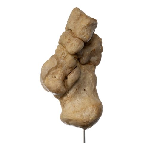 Real Human Tarsal Bones on Stand