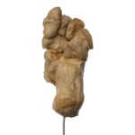 Real Human Tarsal Bones on Stand