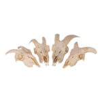 Real Domestic Goat Skull without Horns – Single