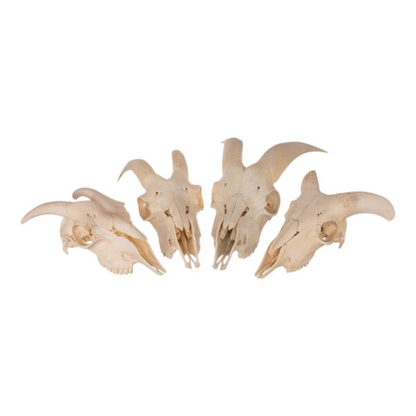 Real Domestic Goat Skull without Horns – Single