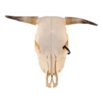 Real Steer/Cow Skull – Adolescent