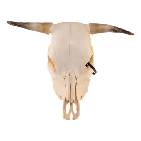 Real Steer/Cow Skull - Adolescent