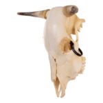 Real Steer/Cow Skull – Adolescent