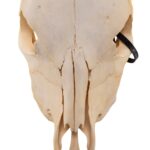Real Steer/Cow Skull – Adolescent