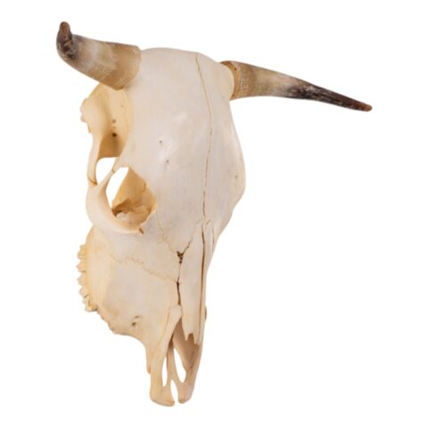 Real Steer/Cow Skull - Adolescent