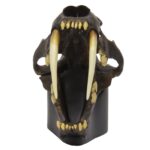 Replica Sabertooth Cat Skull – Tarpit Finish (1:3 Scale)