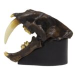 Replica Sabertooth Cat Skull – Tarpit Finish (1:3 Scale)