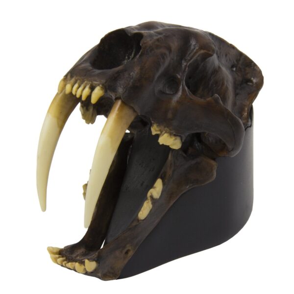 Replica Sabertooth Cat Skull – Tarpit Finish (1:3 Scale)