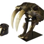 Replica Sabertooth Cat Skull – Tarpit Finish (1:3 Scale)