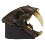 Replica Sabertooth Cat Skull – Tarpit Finish (1:3 Scale)