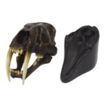 Replica Sabertooth Cat Skull – Tarpit Finish (1:3 Scale)