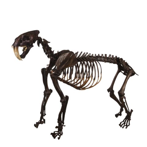 Replica Sabertooth Cat Skeleton - Tar Finish