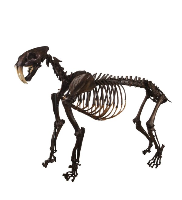 Replica Sabertooth Cat Skeleton – Tar Finish