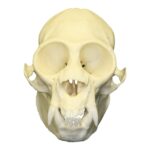 Replica Saki Monkey Skull