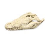 Replica Saltwater Crocodile Skull (32.2″)