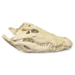 Replica Saltwater Crocodile Skull (32.2″)