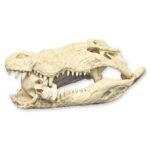 Replica Saltwater Crocodile Skull (32.2″)