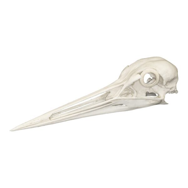 Replica Sandhill Crane Skull